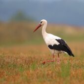 Bocian biały, White Stork, Ciconia ciconia, Gołuchowice, SLK, 19.08.2020 (Polska, Poland) (1)