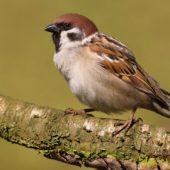 Mazurek, Tree Sparrow, Pesser montanus, Będzin, SLK, 04.04.2020 (Polska, Poland) (1)