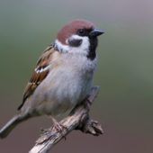 Mazurek, Tree Sparrow, Pesser montanus, Będzin, SLK, 04.04.2020 (Polska, Poland) (3)