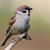 Mazurek, Tree Sparrow, Pesser montanus, Będzin, SLK, 04.04.2020 (Polska, Poland) (4)