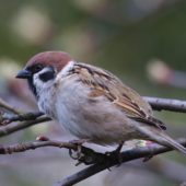 Mazurek, Tree Sparrow, Pesser montanus, Będzin, SLK, 04.04.2020 (Polska, Poland) (6)
