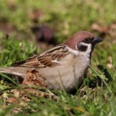 Mazurek, Tree Sparrow, Pesser montanus, Będzin, SLK, 04.04.2020 (Polska, Poland) (8)