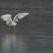 Mewa białogłowa, Caspian Gull, Larus cachinnans, Knurów, SLK, 08.01.2020 (1) (Polska, Poland)