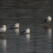 Mewa białogłowa, Caspian Gull, Larus cachinnans, Knurów, SLK, 08.01.2020 (6) (Polska, Poland)