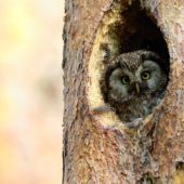 Włochatka, Boreal Owl (Tengmalm's Owl), Aegolius funereus, Lasy Lublinieckie, SLK, 16.05.2020 (Polska, Poland, Lublinieckie Forest)