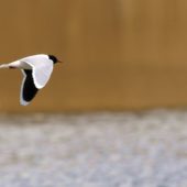 Mewa mała, Little Gull, Hydrocoloeus minutus, Bieńkowice, SLK, 02.05.2020 (Polska, Poland) (1)