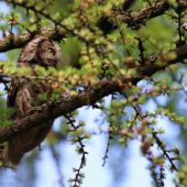 Włochatka, Boreal Owl (Tengmalm's Owl), Aegolius funereus, Lasy Lublinieckie, SLK, 08.05.2020 (Polska, Poland, Lublinieckie Forest)