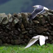Mewa polarna, Iceland Gull, Larus glaucoides, Terceira, Azory, Portugalia, 16.02.2022 (3)
