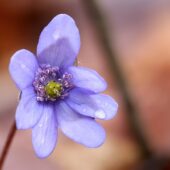 Kwiatek 1-DeNoiseAI-denoise