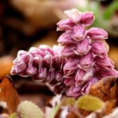 Kwiatek 2-DeNoiseAI-denoise