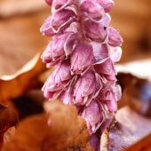 Kwiatek 3-DeNoiseAI-denoise