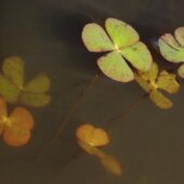 Marsylia czterolistna, Marsilea quadrifolia