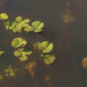 Marsylia czterolistna, Marsilea quadrifolia