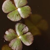 Marsylia czterolistna, Marsilea quadrifolia