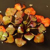 Marsylia czterolistna, Marsilea quadrifolia