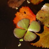 Marsylia czterolistna, Marsilea quadrifolia