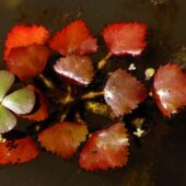 Marsylia czterolistna, Marsilea quadrifolia