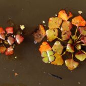 Marsylia czterolistna, Marsilea quadrifolia