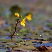 Pływacz zachodni, Utricularia australis