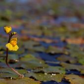 Pływacz zachodni, Utricularia australis