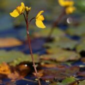 Pływacz zachodni, Utricularia australis