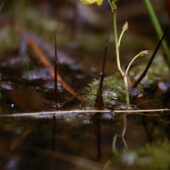 Pływacz drobny, Utricularia minor