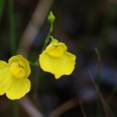 Pływacz śeredni, Utricularia intermedia