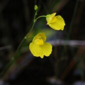 Pływacz śeredni, Utricularia intermedia