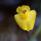 Pływacz żółtobiały, Utricularia ochroleuca