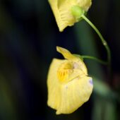 Pływacz żółtobiały, Utricularia ochroleuca