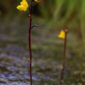 Pływacz zwyczajny, Utricularia vulgaris