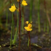 Pływacz zwyczajny, Utricularia vulgarisi pływacz zachodni, Utricularia australis