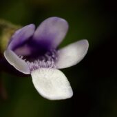 Tlustosz 4-DeNoiseAI-clear