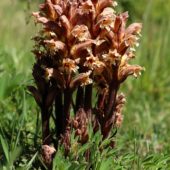 Zaraza czerwonawa, Medick broomrape, Orobanche lutea