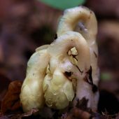 korzeniowka mniejsza