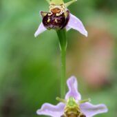 Dwulistnik pszczeli, Ophrys apifera