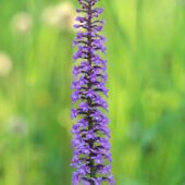 Gółka długoostrogowa, Gymnadenia conopsea