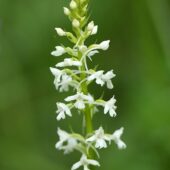 Gółka długoostrogowa, Gymnadenia conopsea