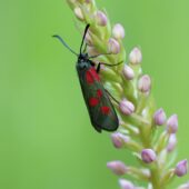 Gółka długoostrogowa, Gymnadenia conopsea