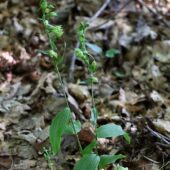 Kruszczyk połabski, Epipactis albiensis