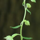 Kruszczyk drobnolistny, Epipactis microphylla