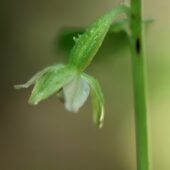 Kruszczyk drobnolistny, Epipactis microphylla