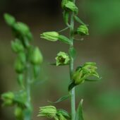 Kruszczyk połabski, Epipactis albiensis