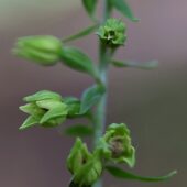 Kruszczyk połabski, Epipactis albiensis