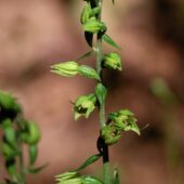 Kruszczyk połabski, Epipactis albiensis