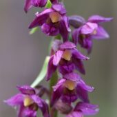 Kruszczyk rdzawoczerwony, Epipactis atrorubens