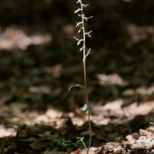 Kruszczyk siny, Epipactis purpurata