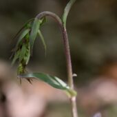 Kruszczyk siny, Epipactis purpurata