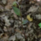 Kruszczyk siny, Epipactis purpurata