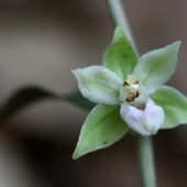 Kruszczyk siny, Epipactis purpurata